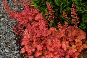 Heuchera 'Cherry Cola' 